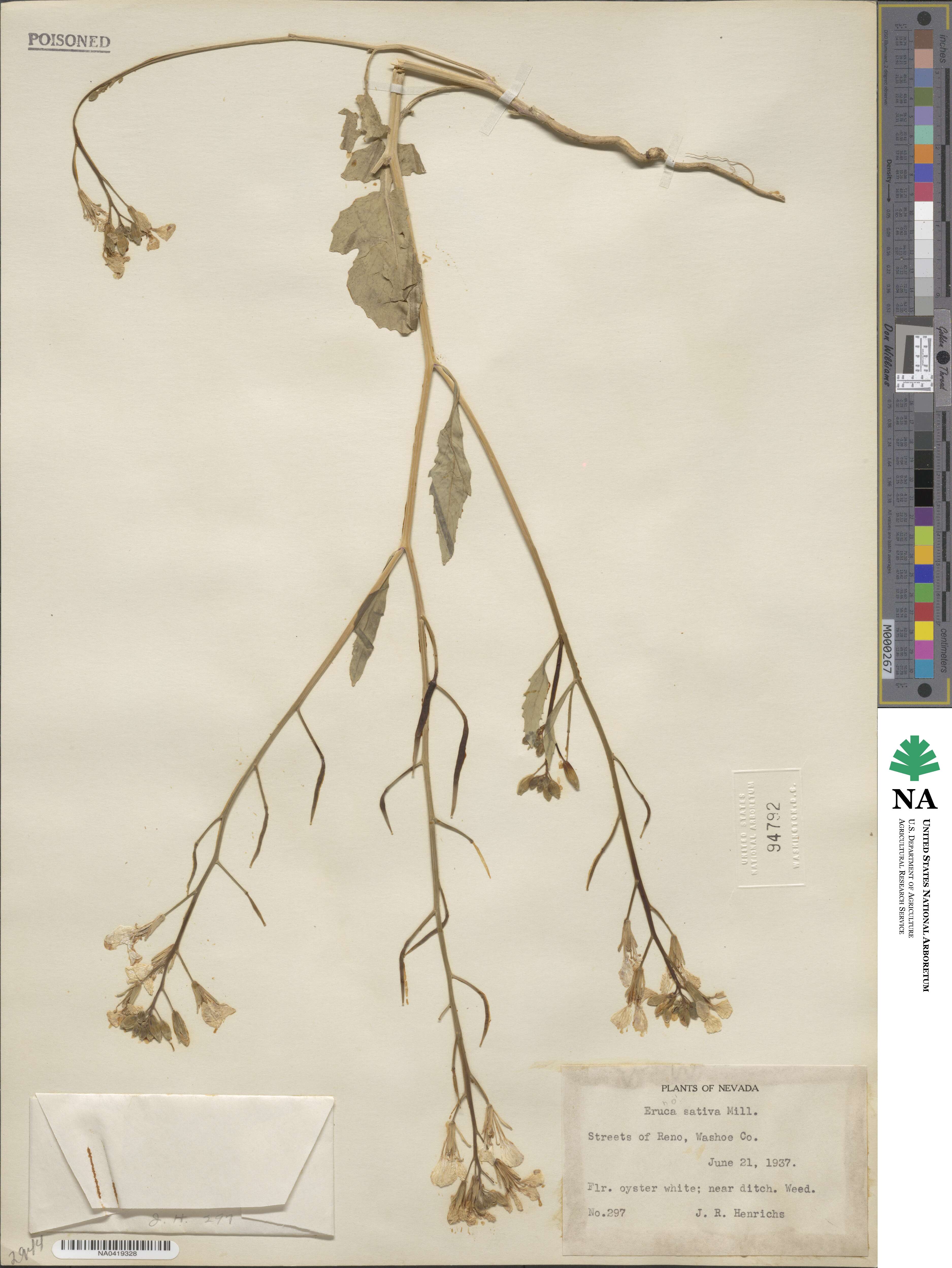 Eruca sativa image