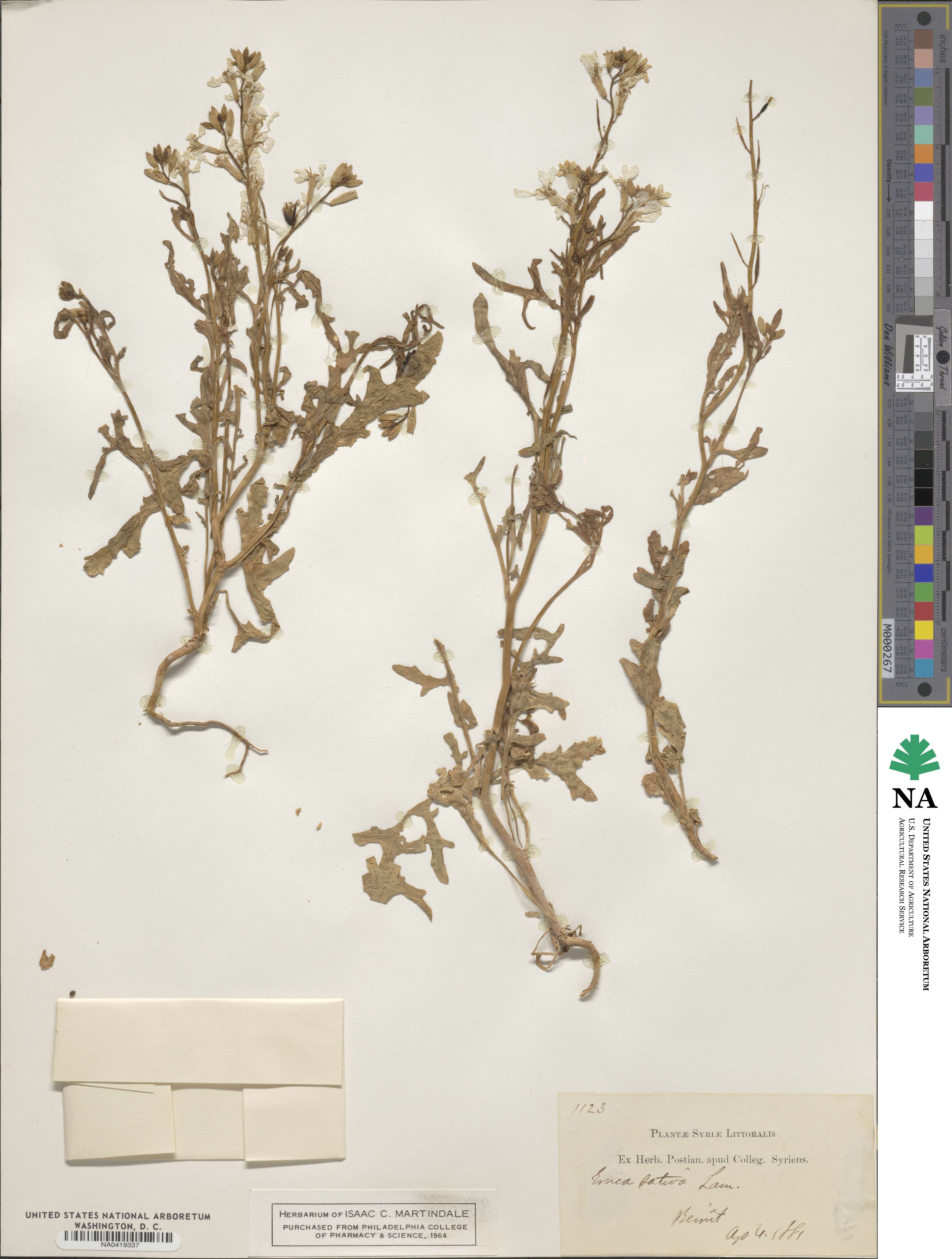 Eruca sativa image