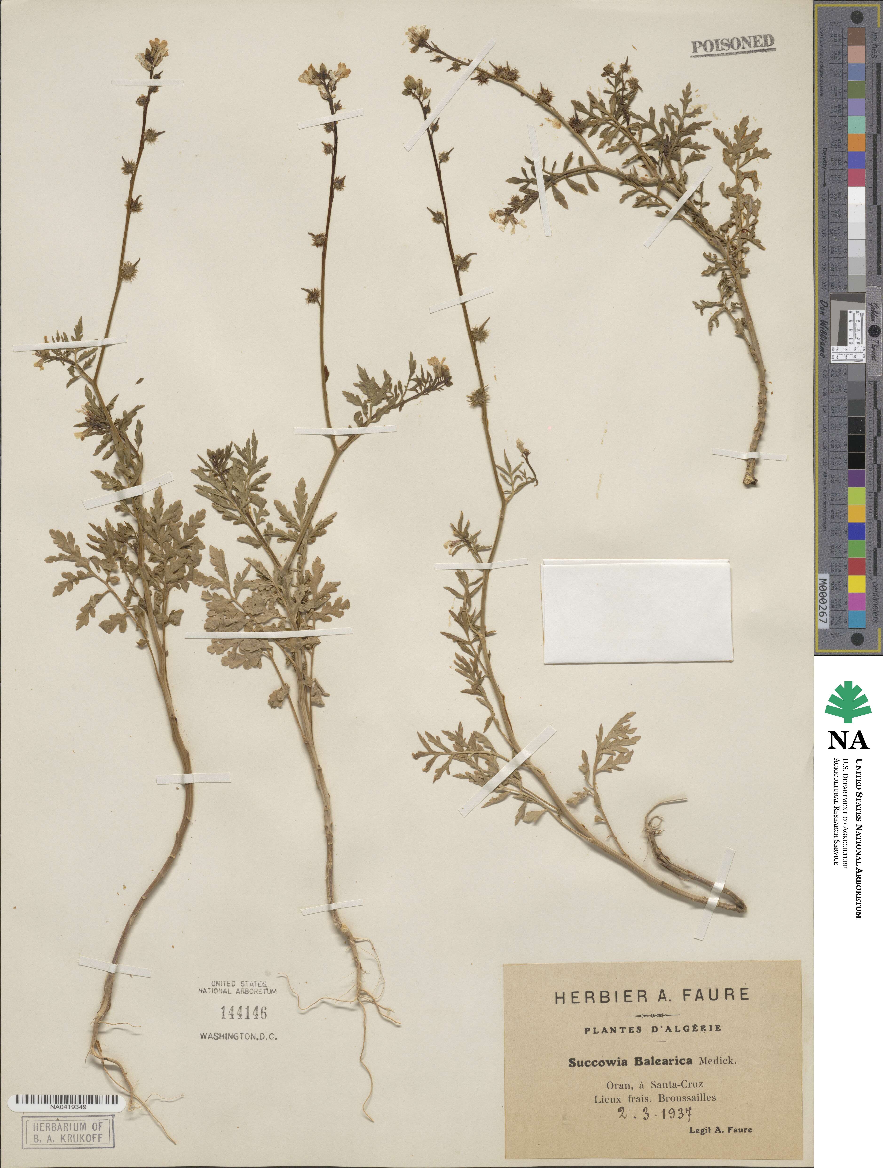 Succowia balearica image
