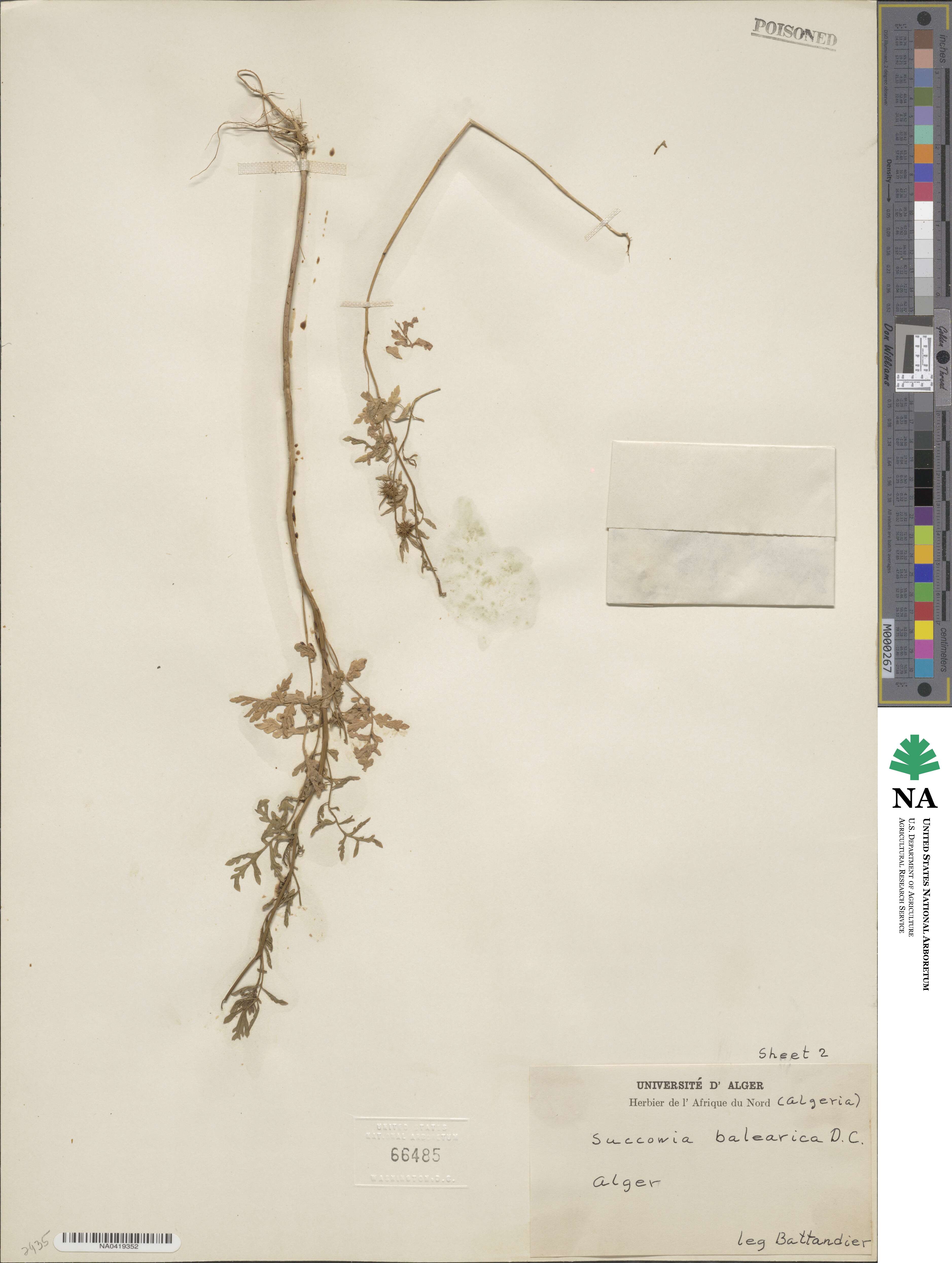 Succowia balearica image