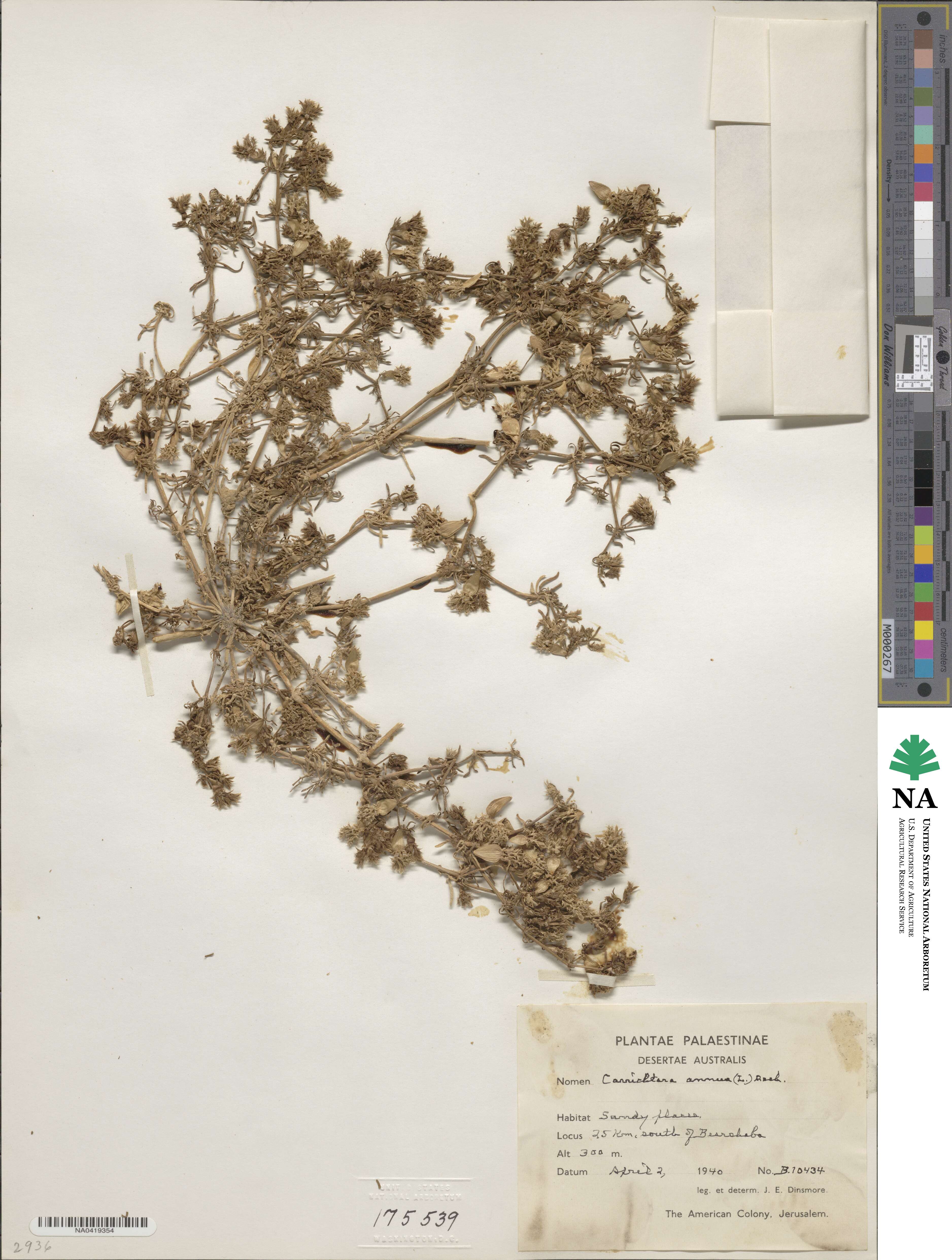Carrichtera annua image