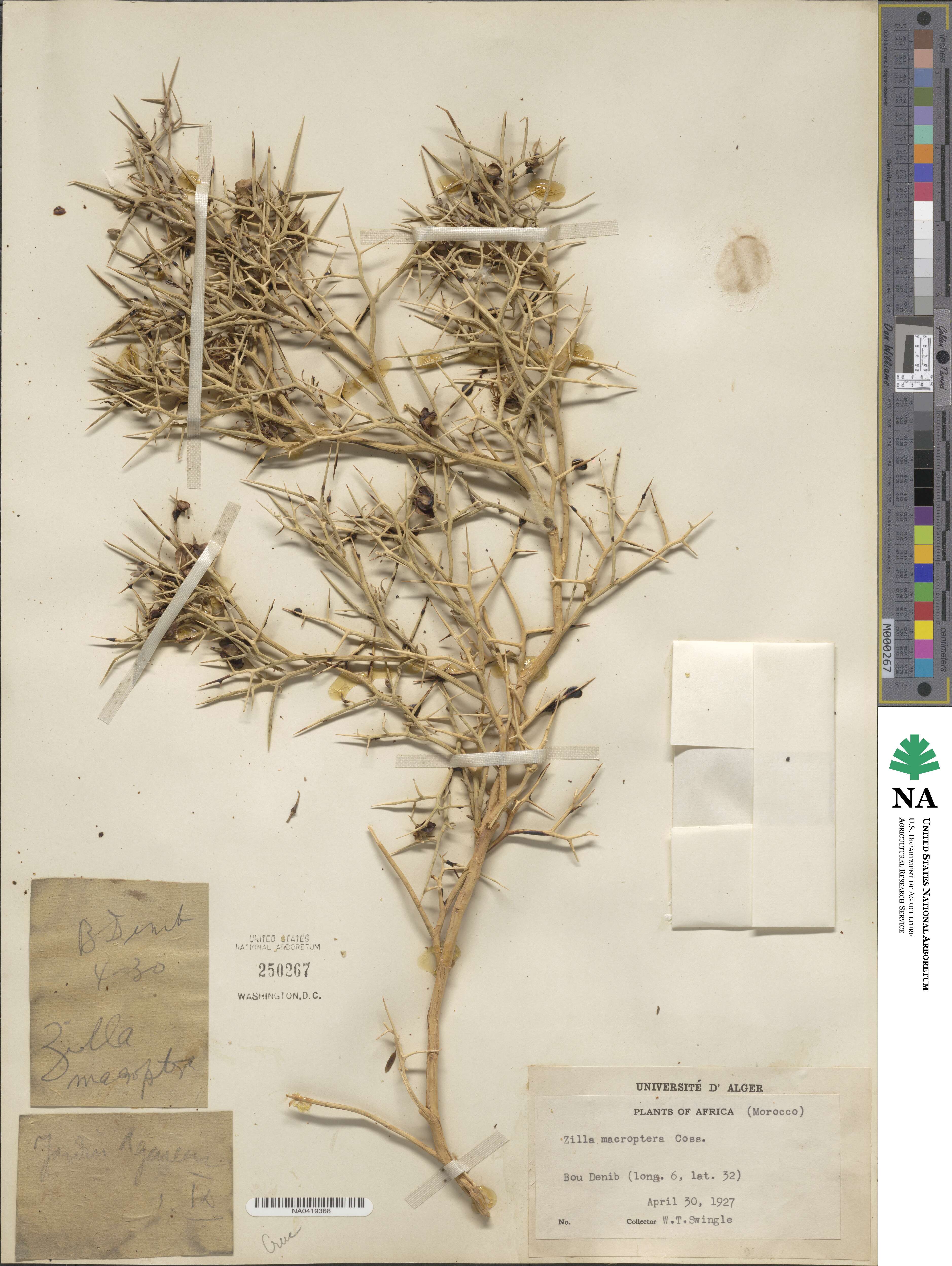 Zilla macroptera image