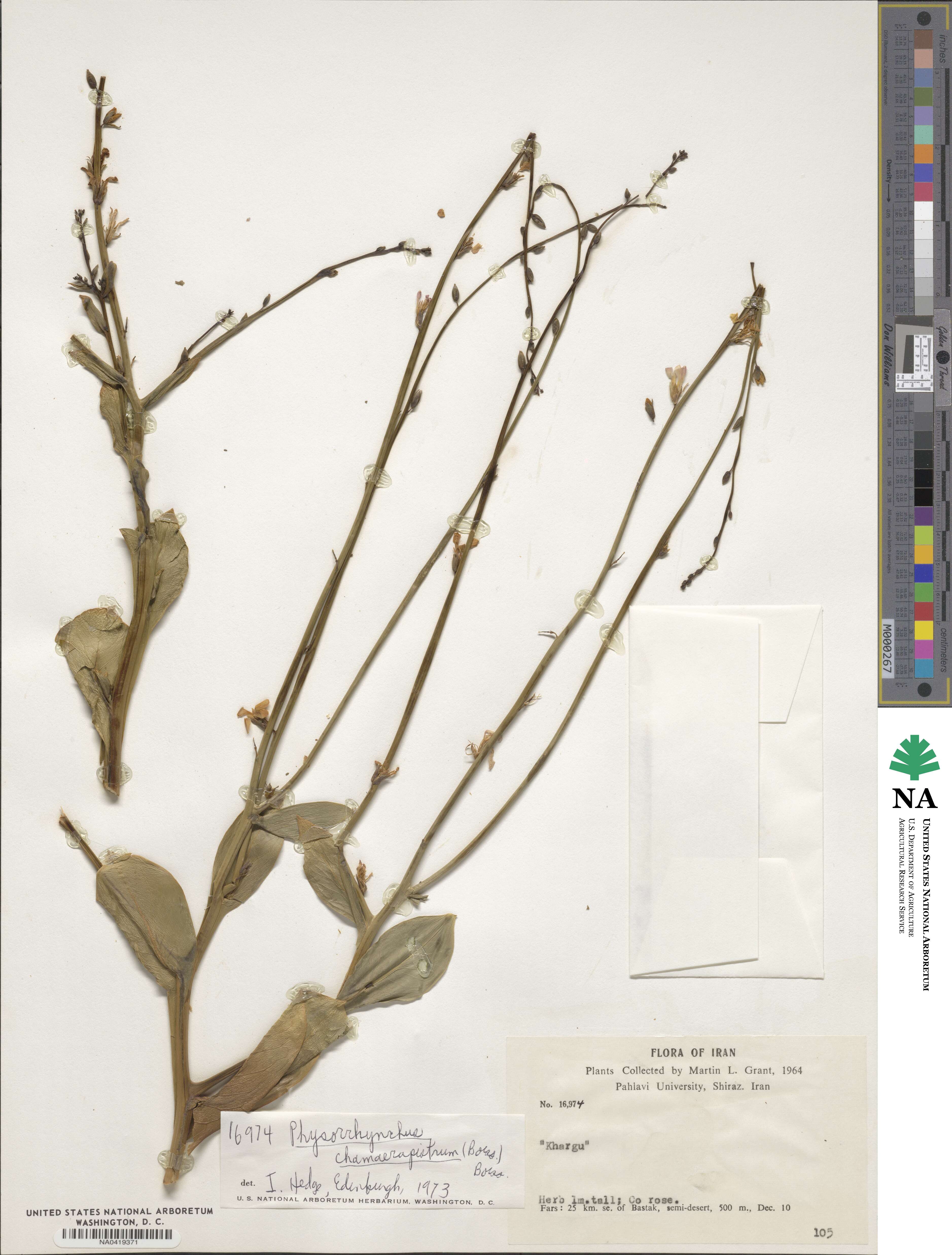Physorhynchus chamaerapistrum image