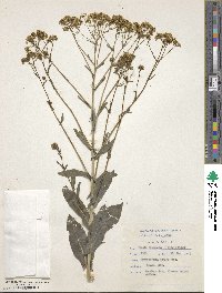 Isatis tinctoria image