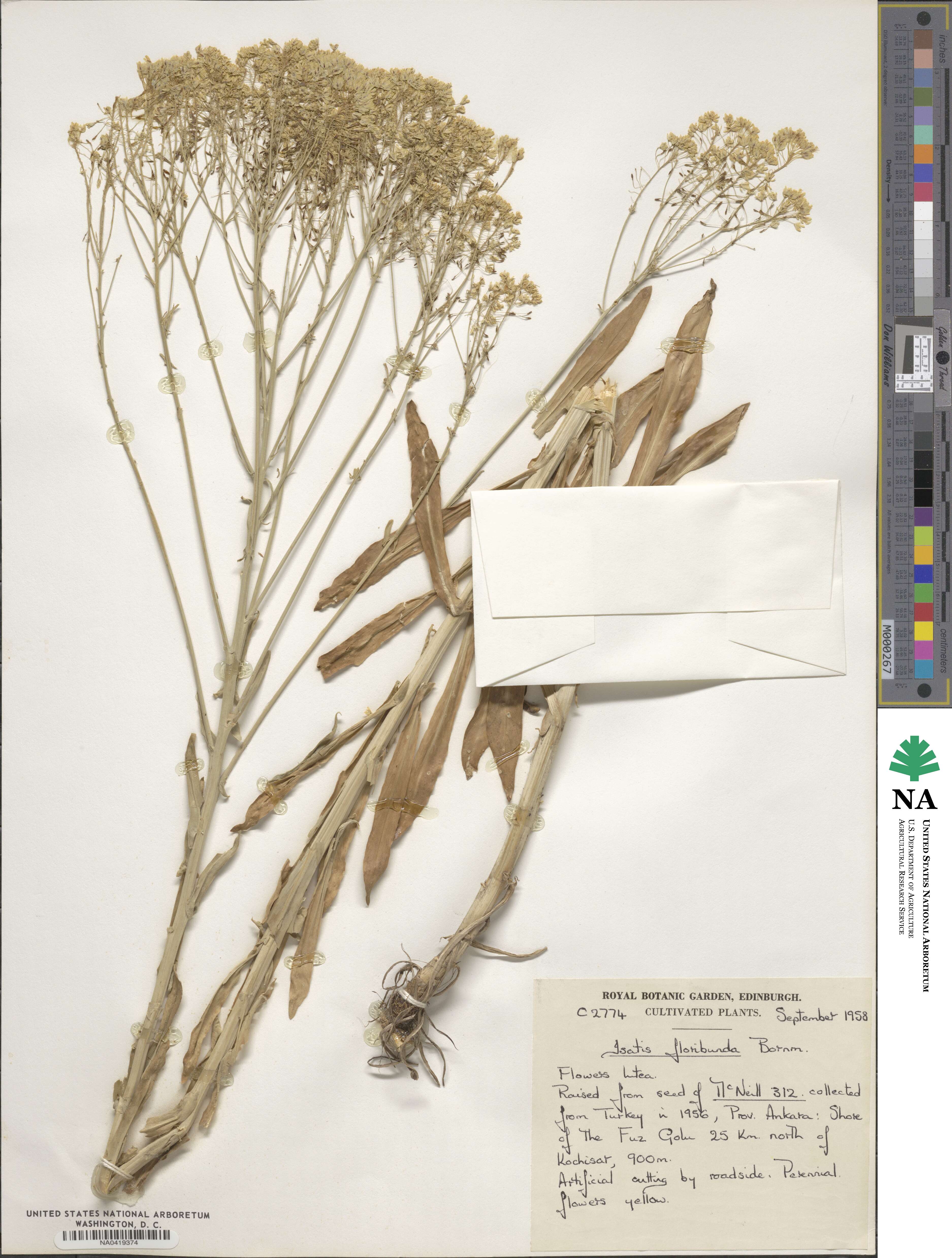 Isatis floribunda image