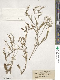 Image of Isatis steveniana