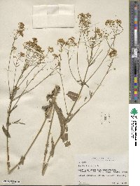 Isatis tinctoria image