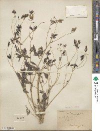 Isatis tinctoria image