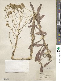 Isatis tinctoria image