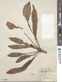 Isatis tinctoria image