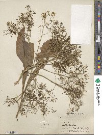 Isatis tinctoria image