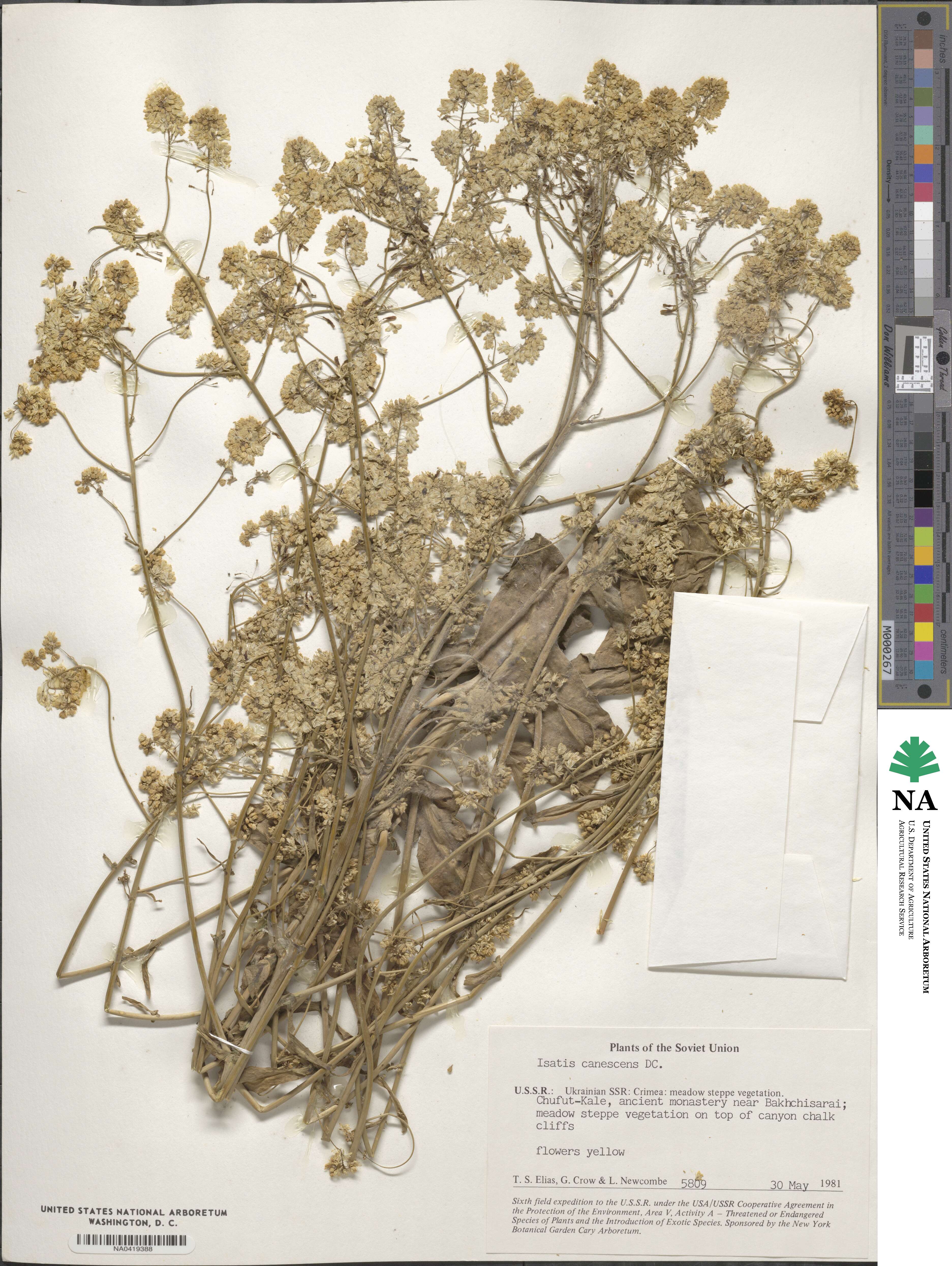 Isatis tinctoria image