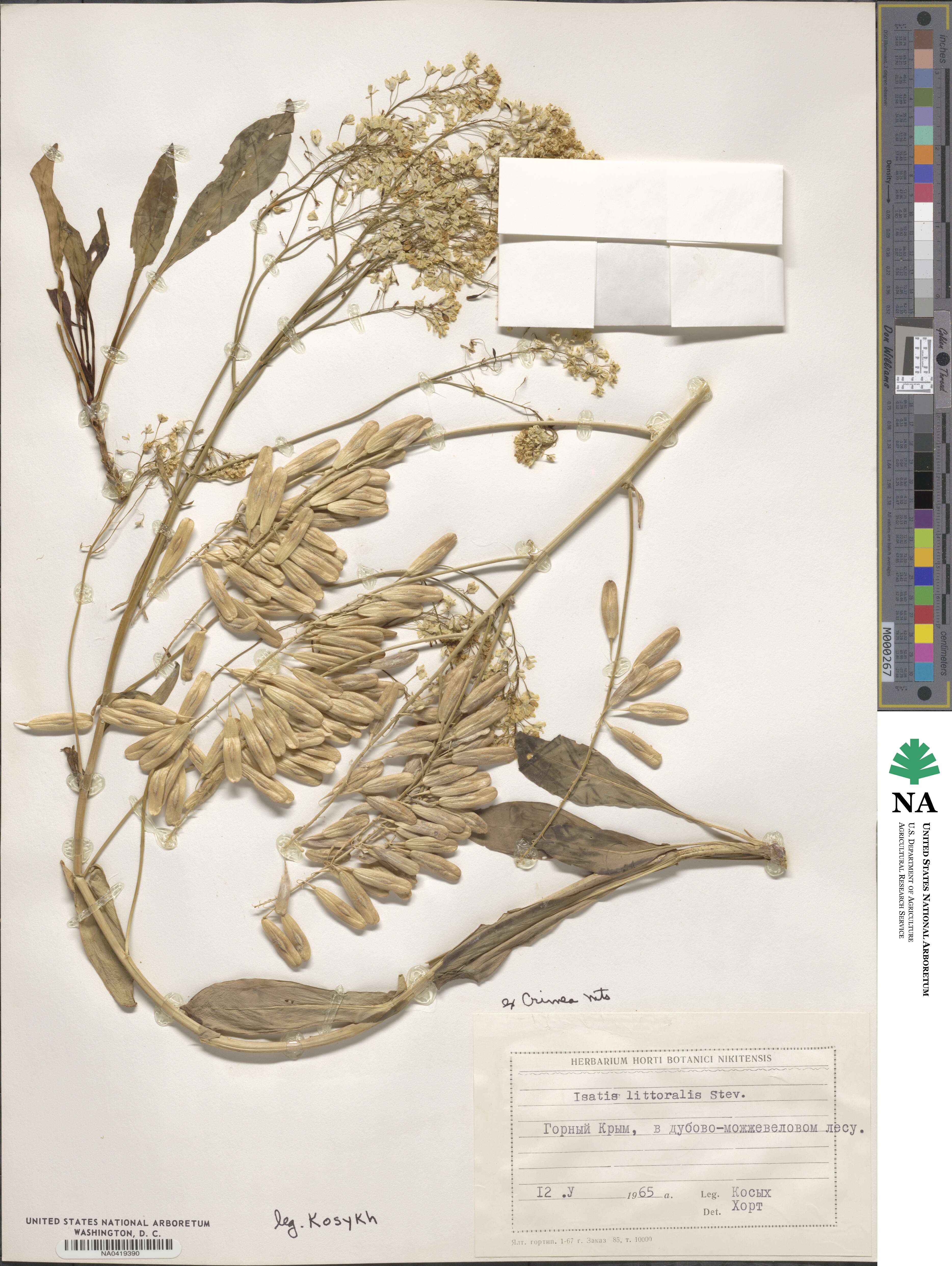 Isatis littoralis image