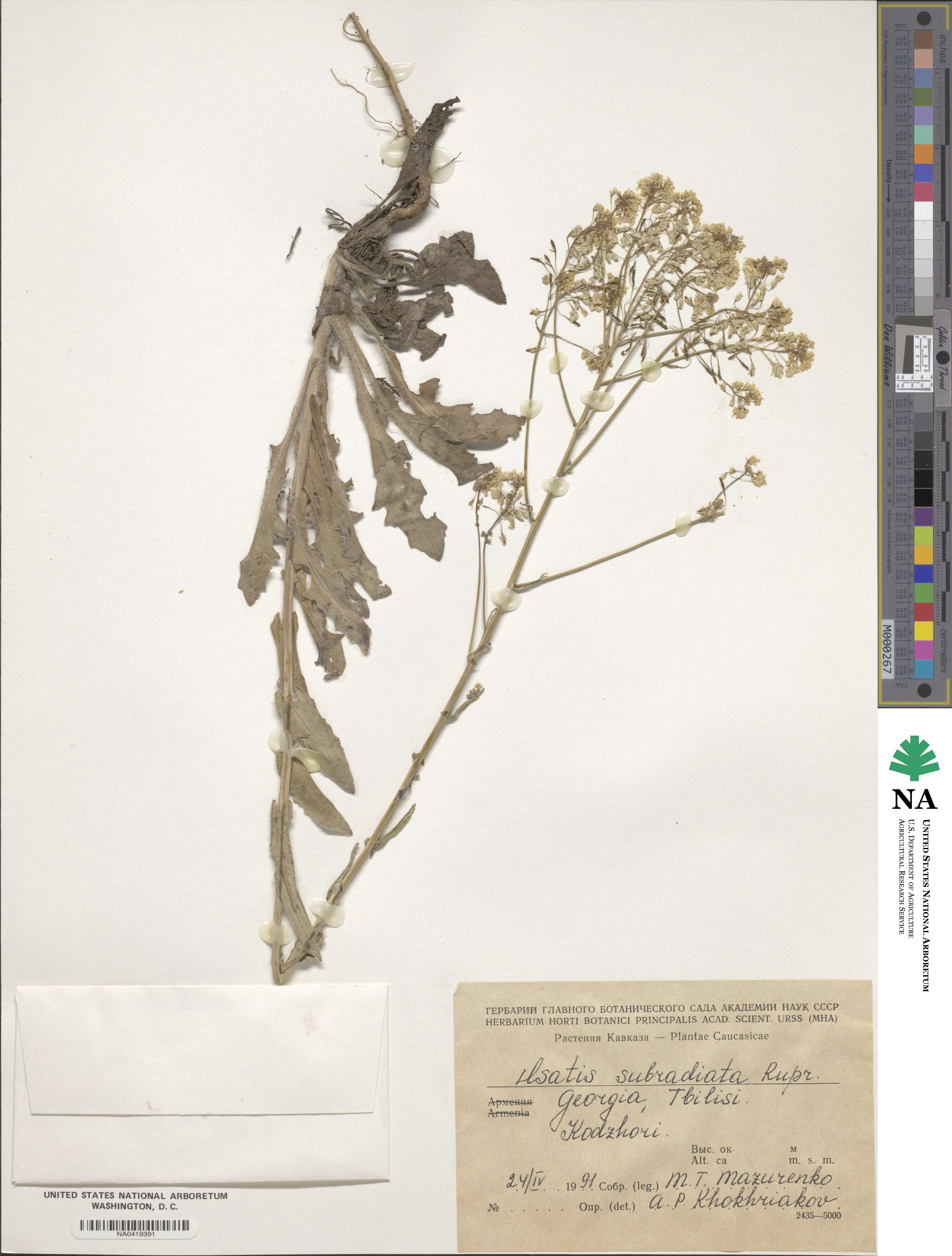 Isatis subradiata image