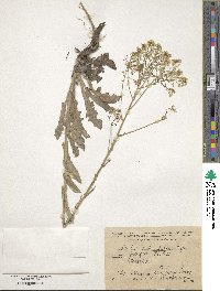 Image of Isatis subradiata