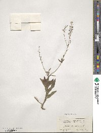 Isatis tinctoria image