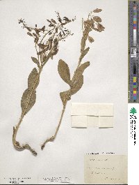Isatis tinctoria image