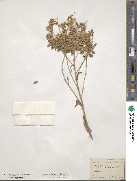 Isatis tinctoria image