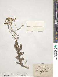 Isatis tinctoria image