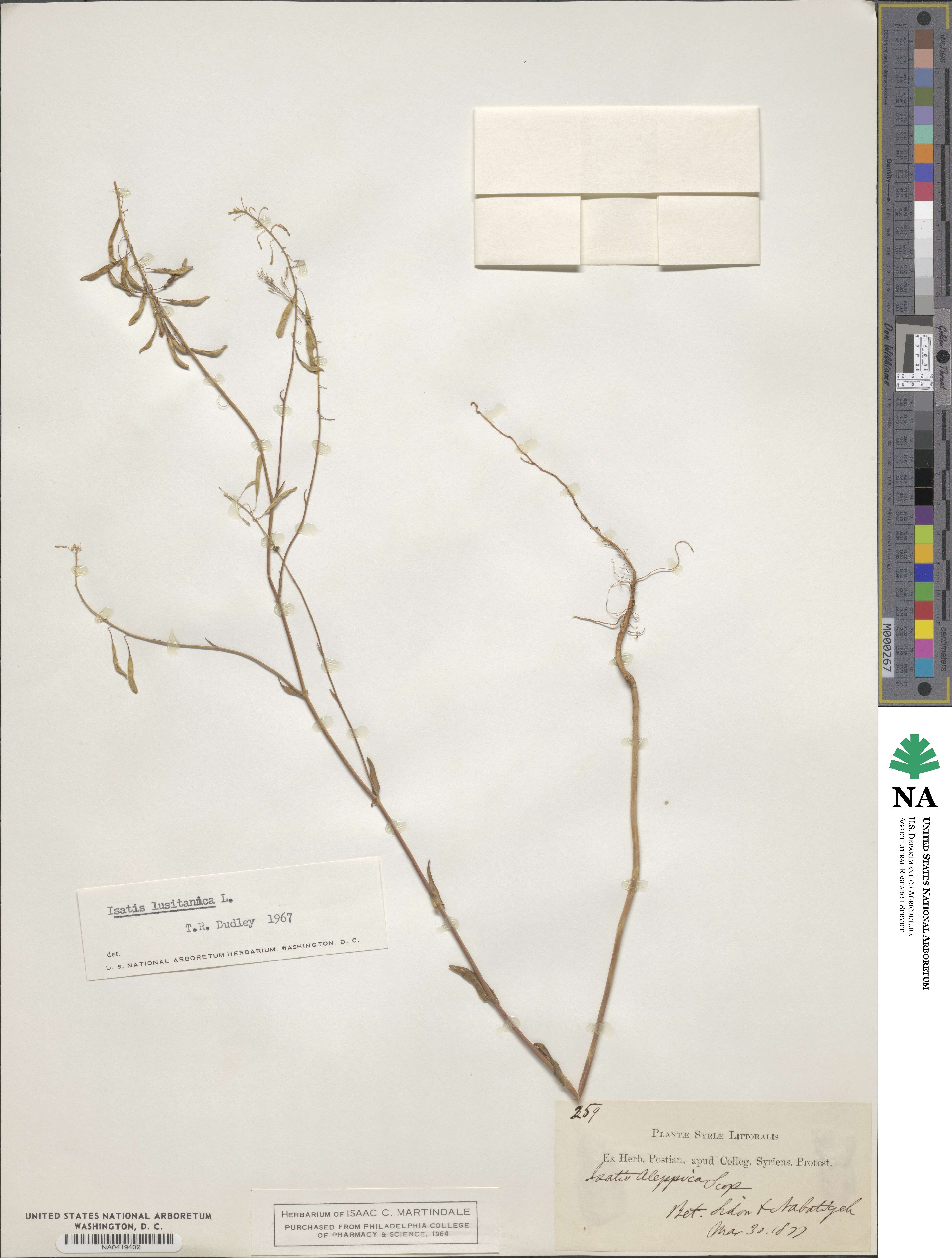 Isatis lusitanica image