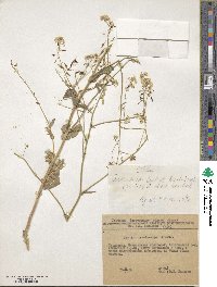 Image of Isatis trachycarpa