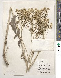 Isatis tinctoria image