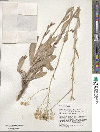 Isatis tinctoria image