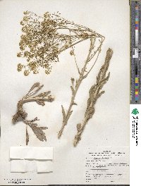 Isatis tinctoria image