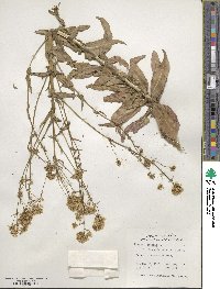 Isatis tinctoria image
