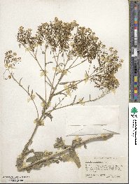 Isatis tinctoria image