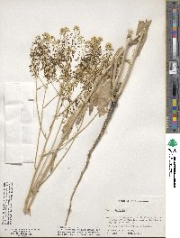 Isatis tinctoria image
