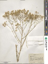Isatis tinctoria image