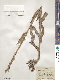 Isatis tinctoria image