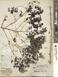 Isatis tinctoria image