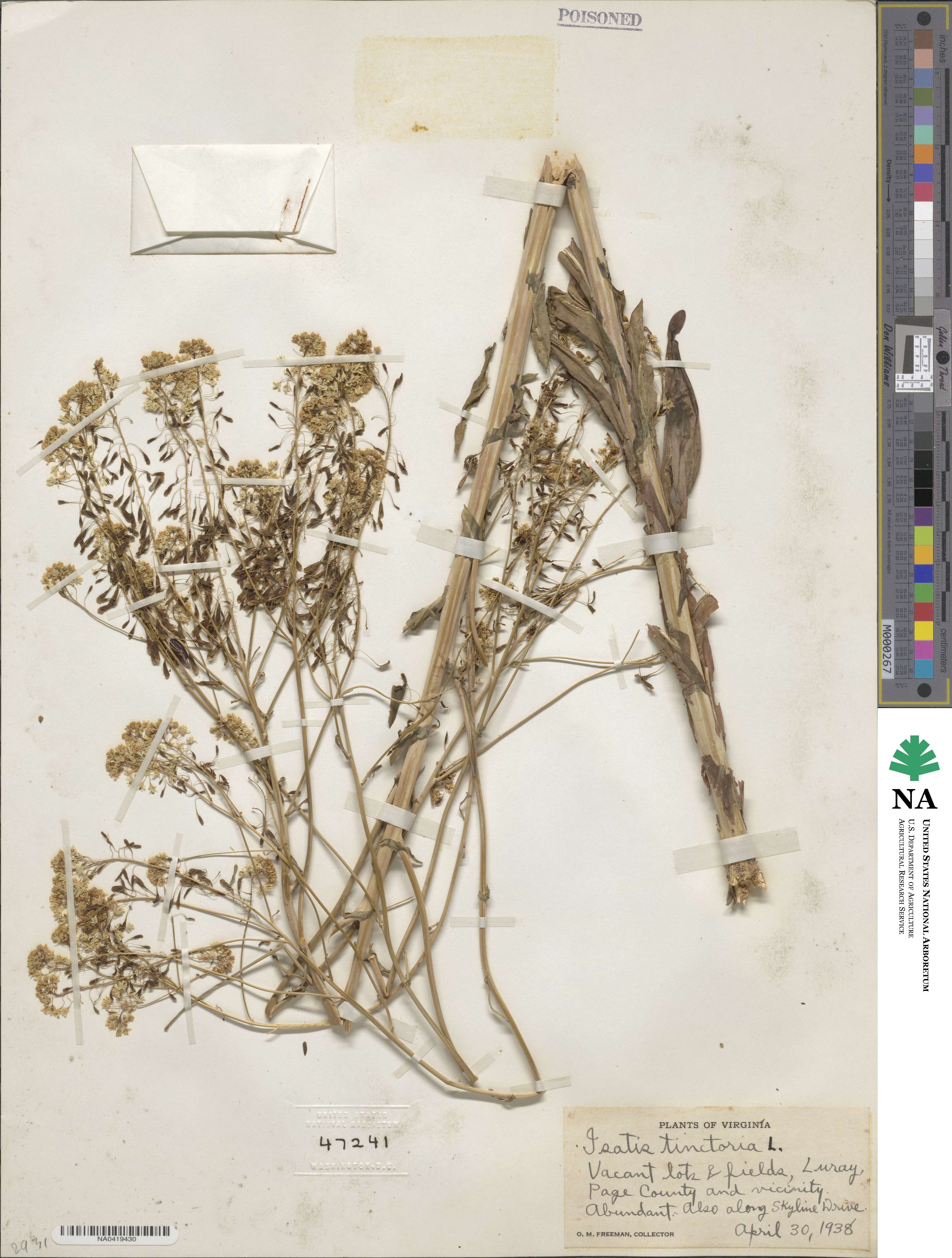 Isatis tinctoria image