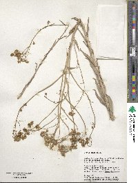 Isatis tinctoria image