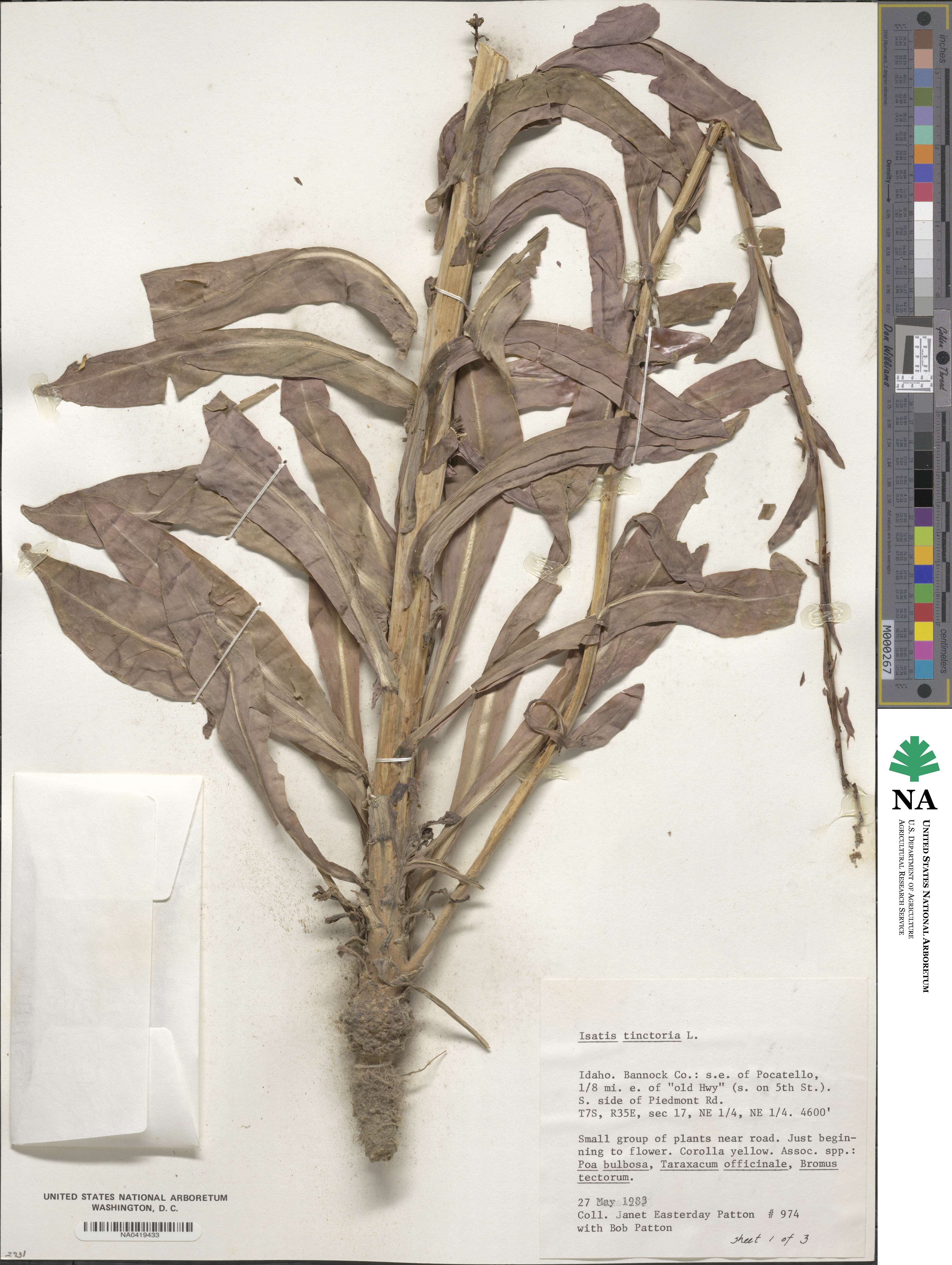 Isatis tinctoria image