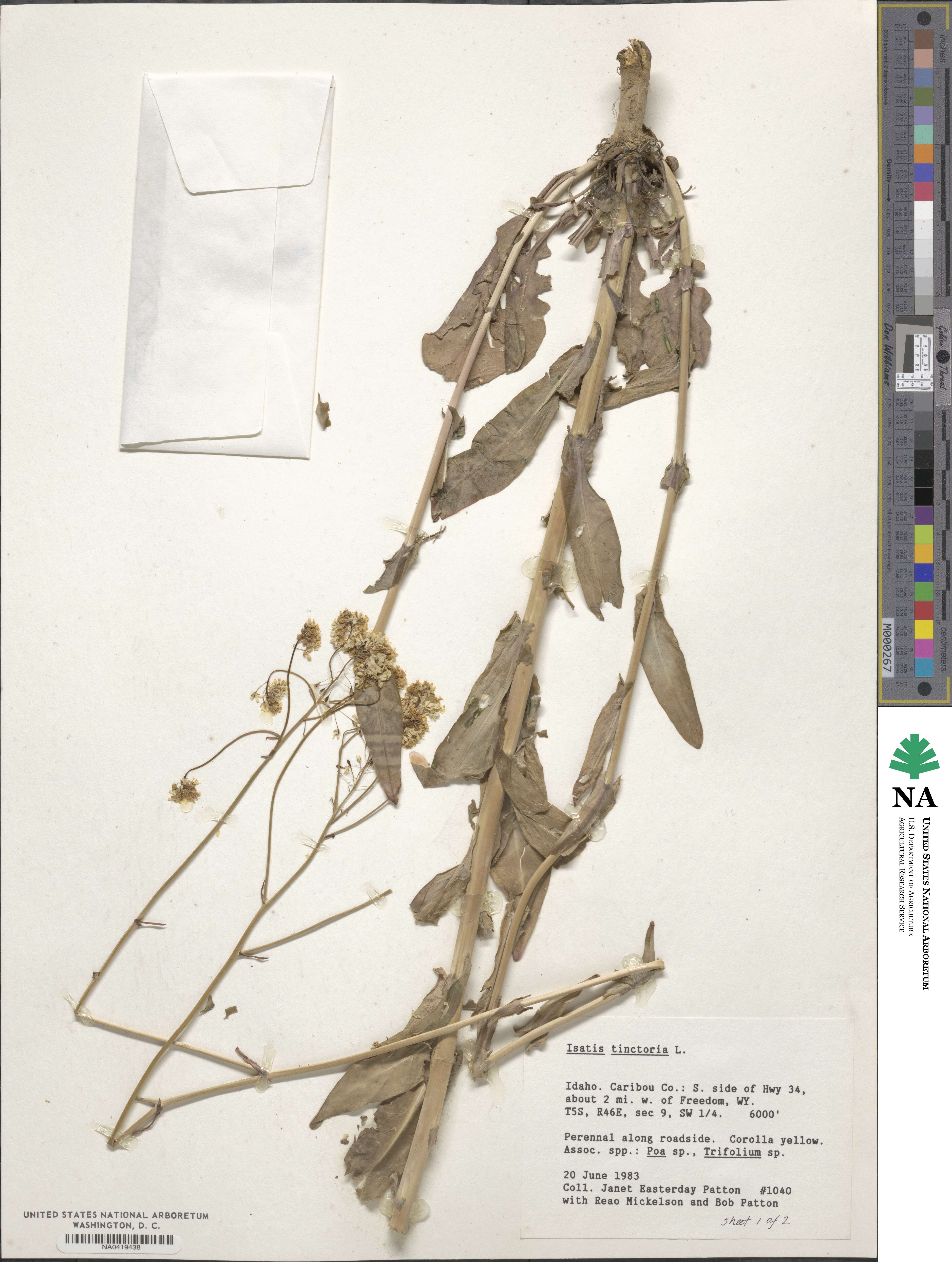 Isatis tinctoria image