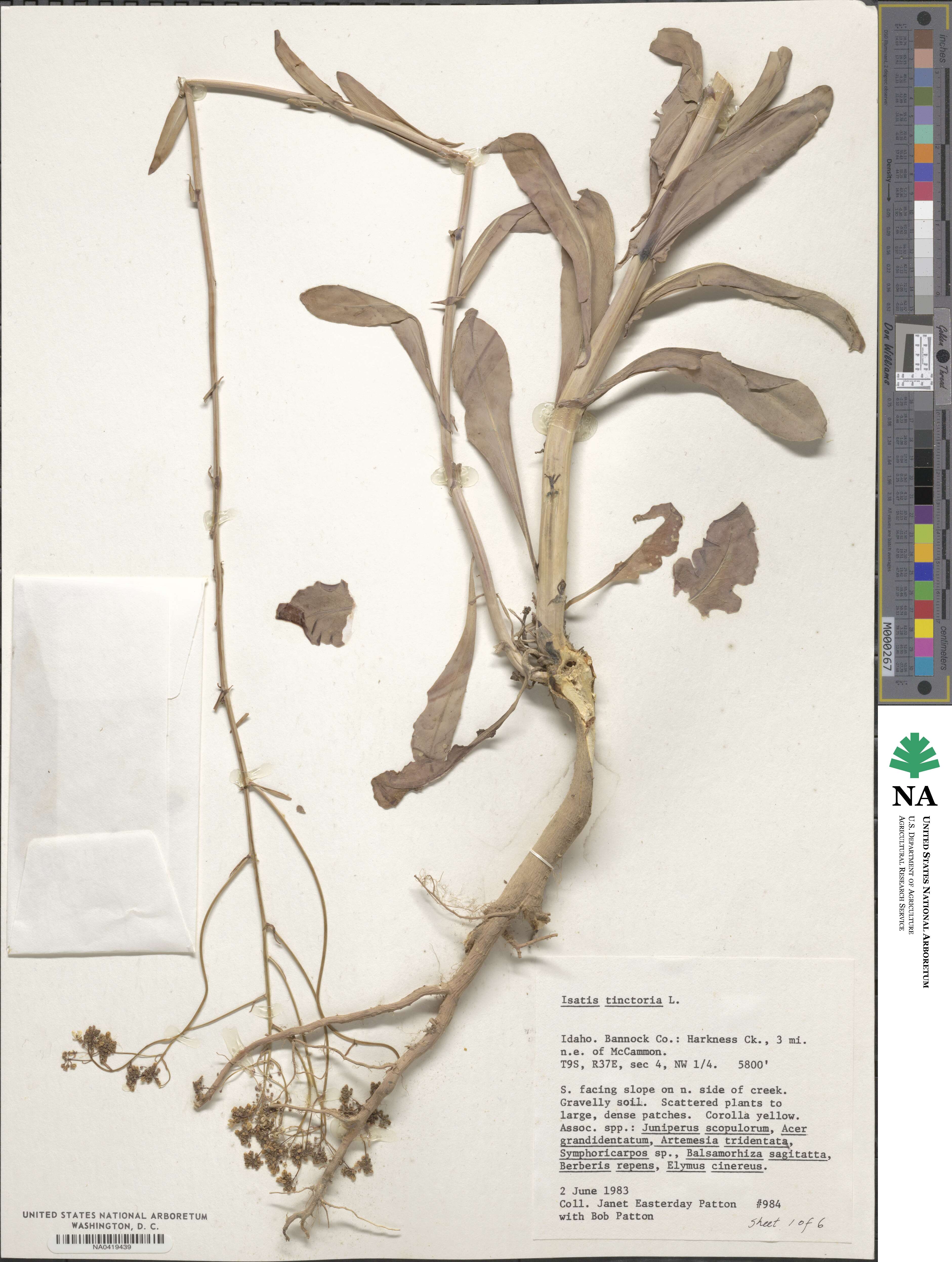 Isatis tinctoria image