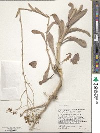 Isatis tinctoria image