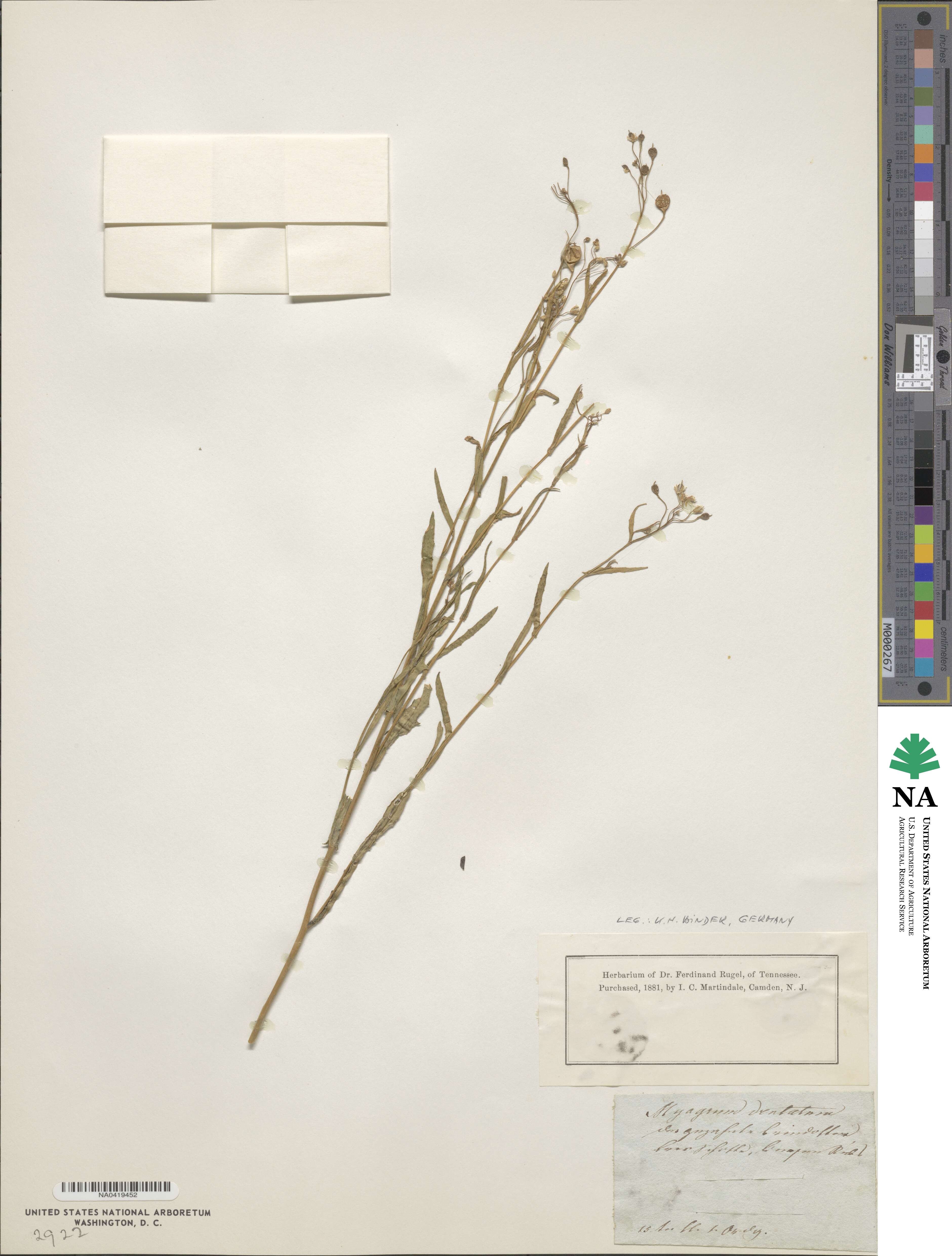 Myagrum dentatum image