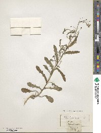 Myagrum dentatum image