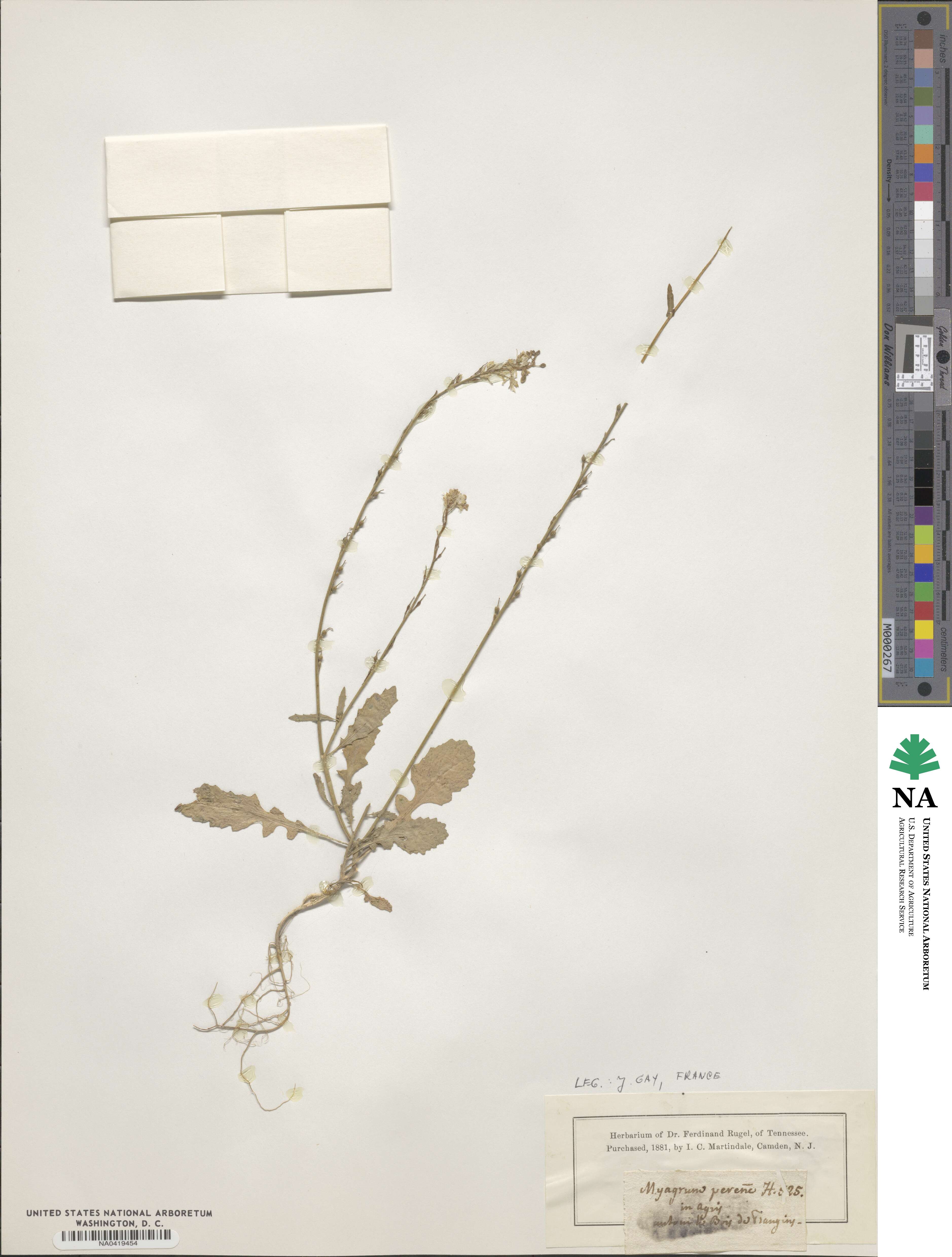 Rapistrum perenne image