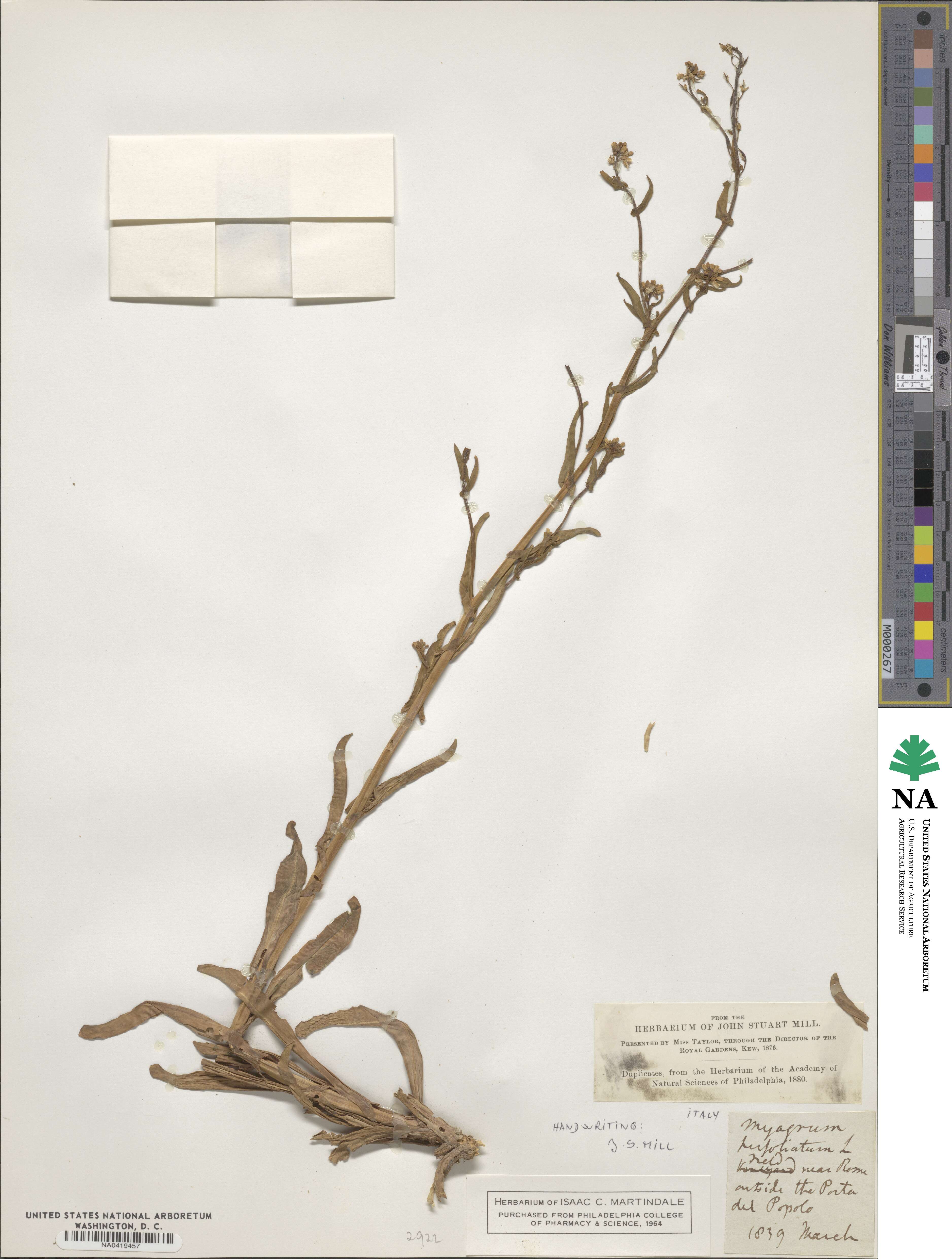 Myagrum perfoliatum image