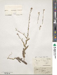 Myagrum perfoliatum image