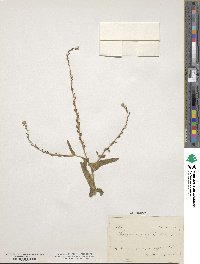 Myagrum perfoliatum image