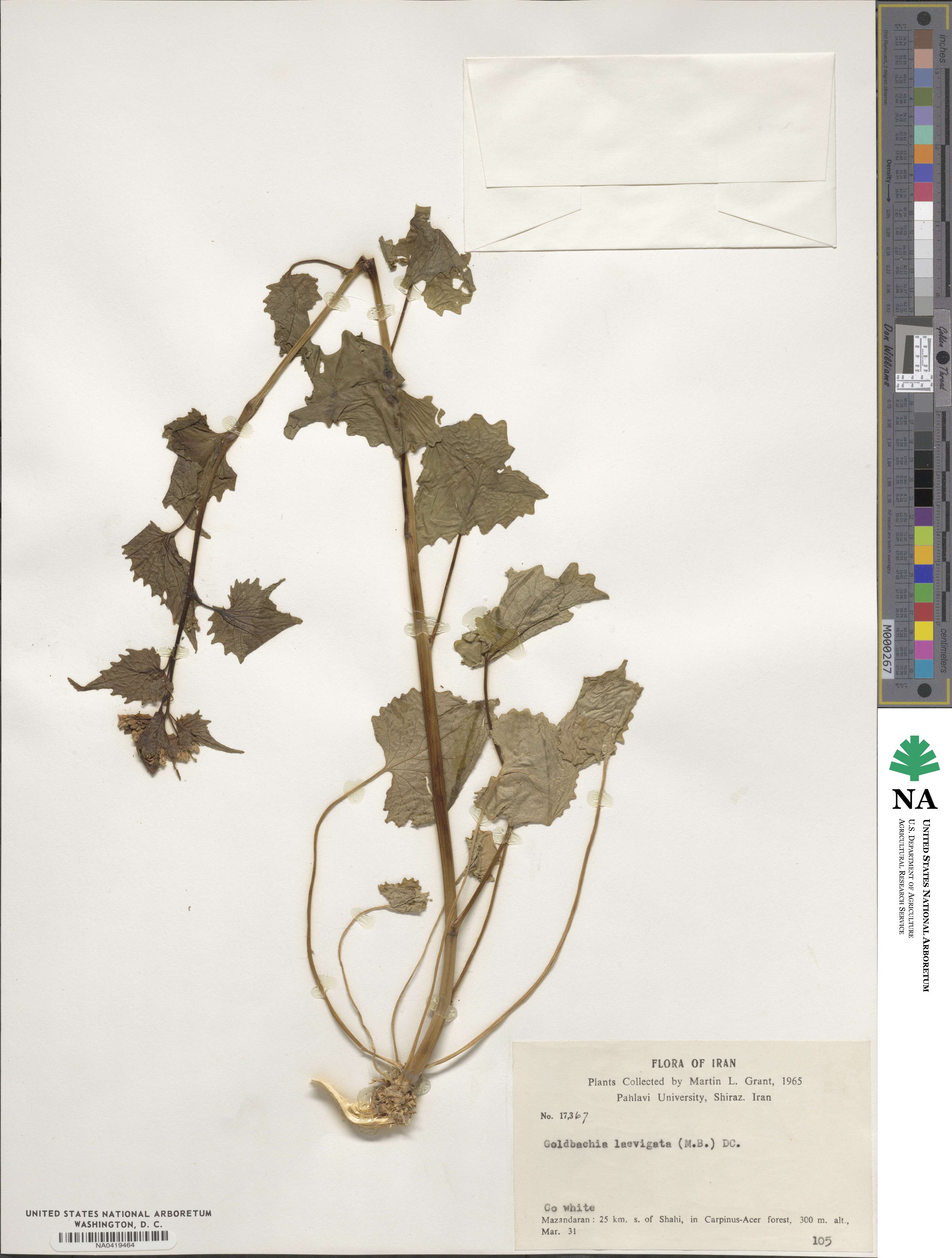 Goldbachia laevigata image