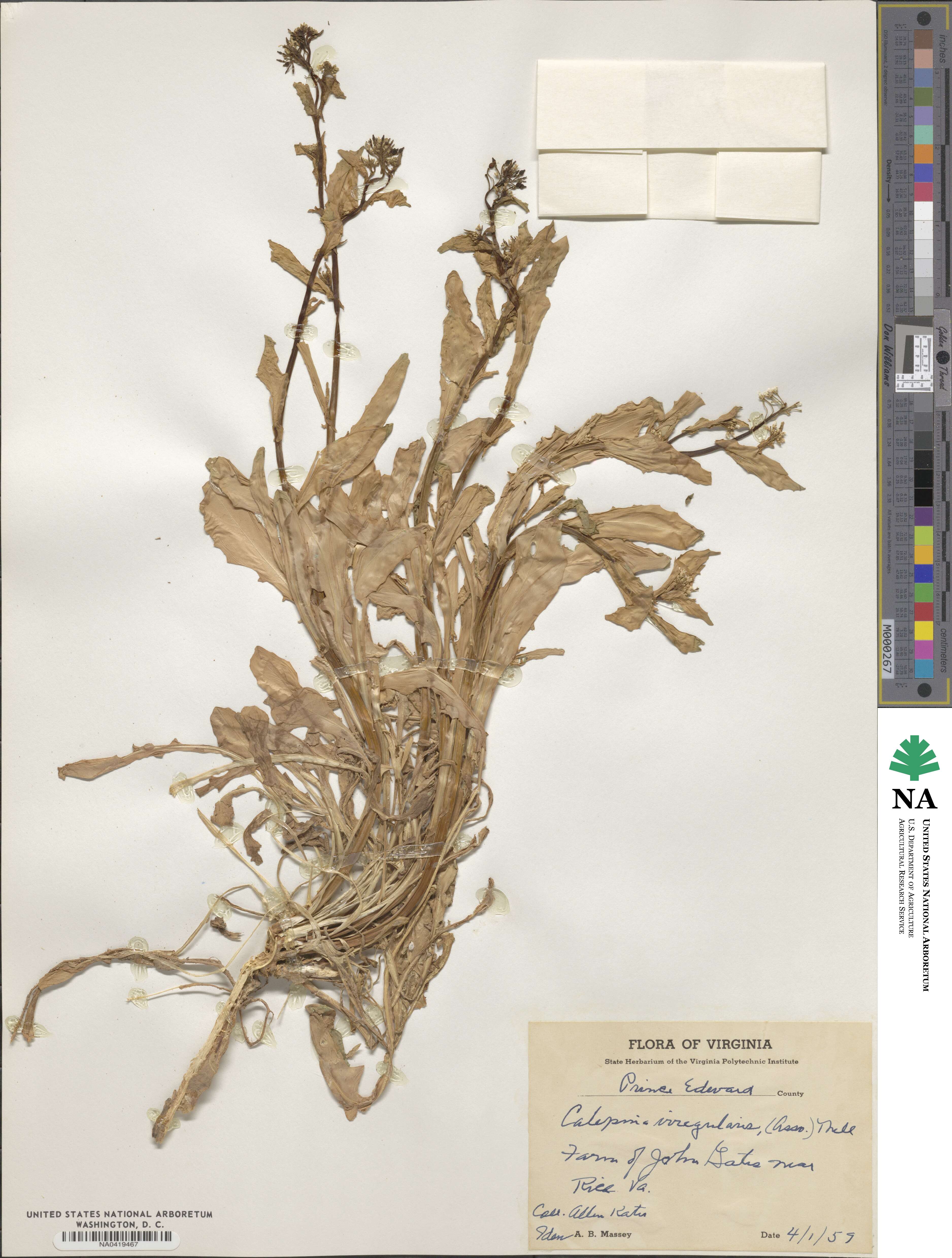 Calepina irregularis image