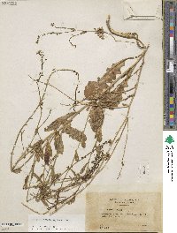 Calepina irregularis image
