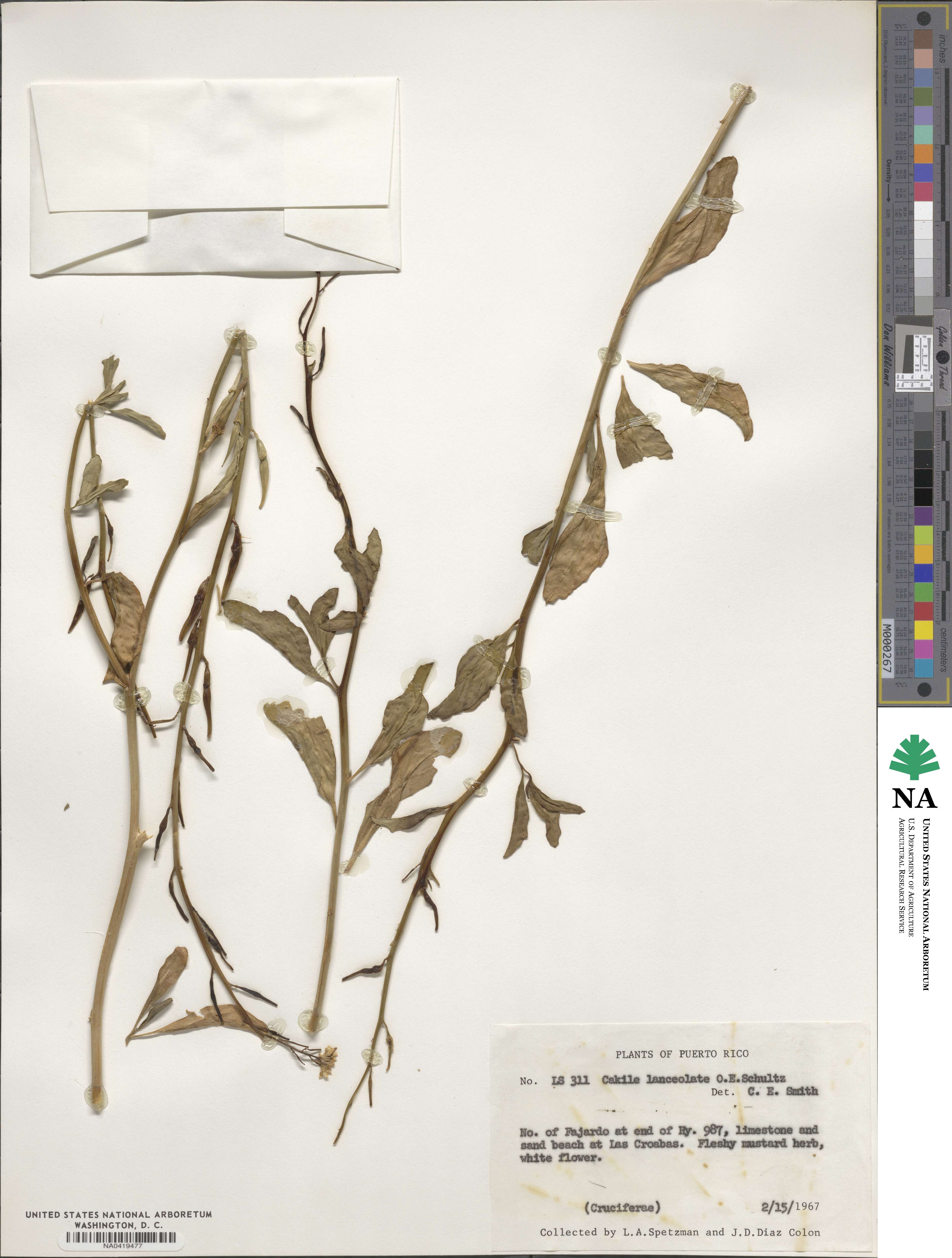 Cakile lanceolata image